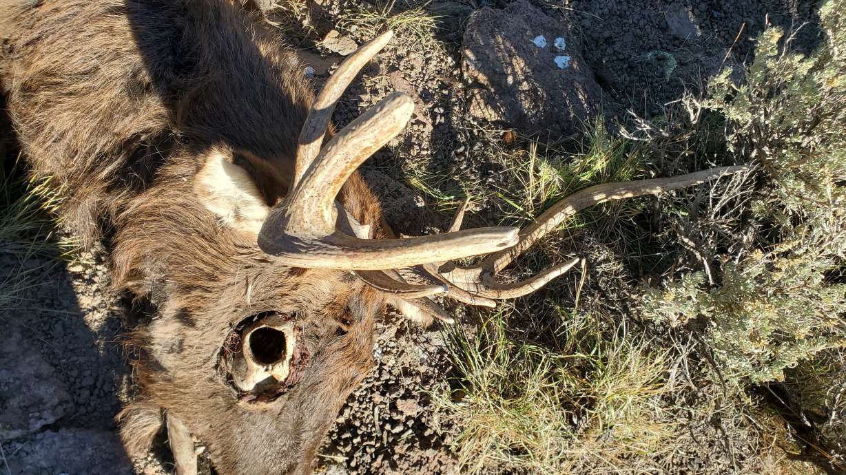 Conservation officers seek info on deer, bull elk illegally killed
