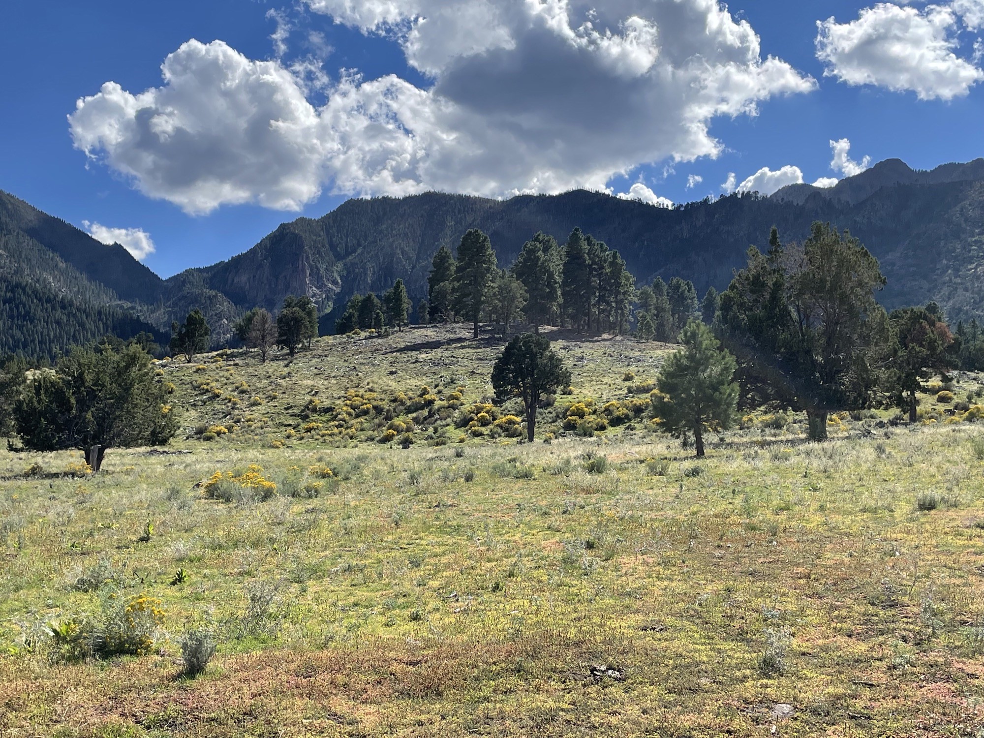 An undated photo of the Pine Valley landscape. The U.S. Forest Service awarded close to $6.92 million in funds to help reduce wildfire risks in the region.