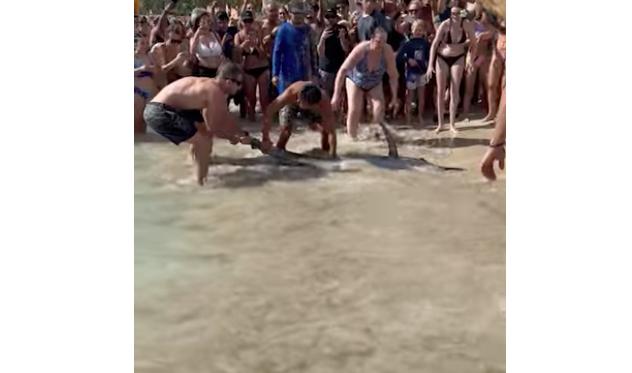 Beachgoers attempt to save an errant fish in Honolulu, Hawaii, in this Jan. 5 video posted to YouTube.
