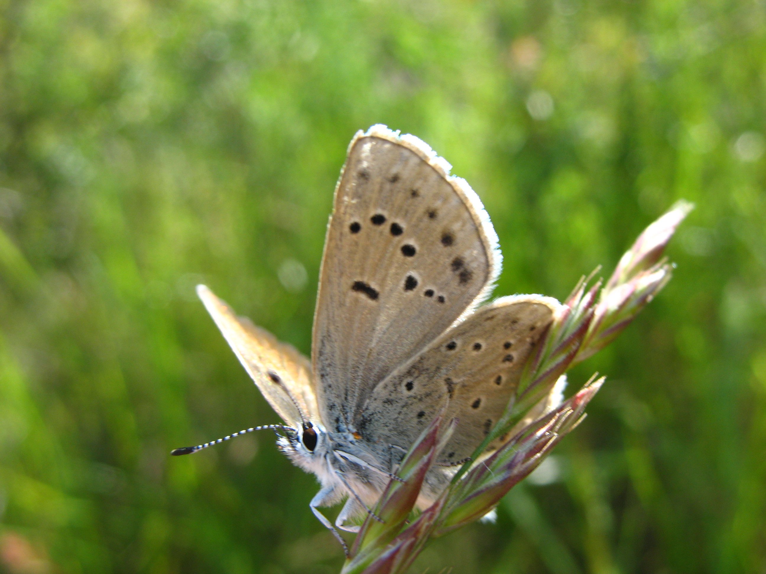 The Fender's blue butterfly  is no longer considered endangered — a "tremendous success story," according to the U.S. Fish and Wildlife Service.