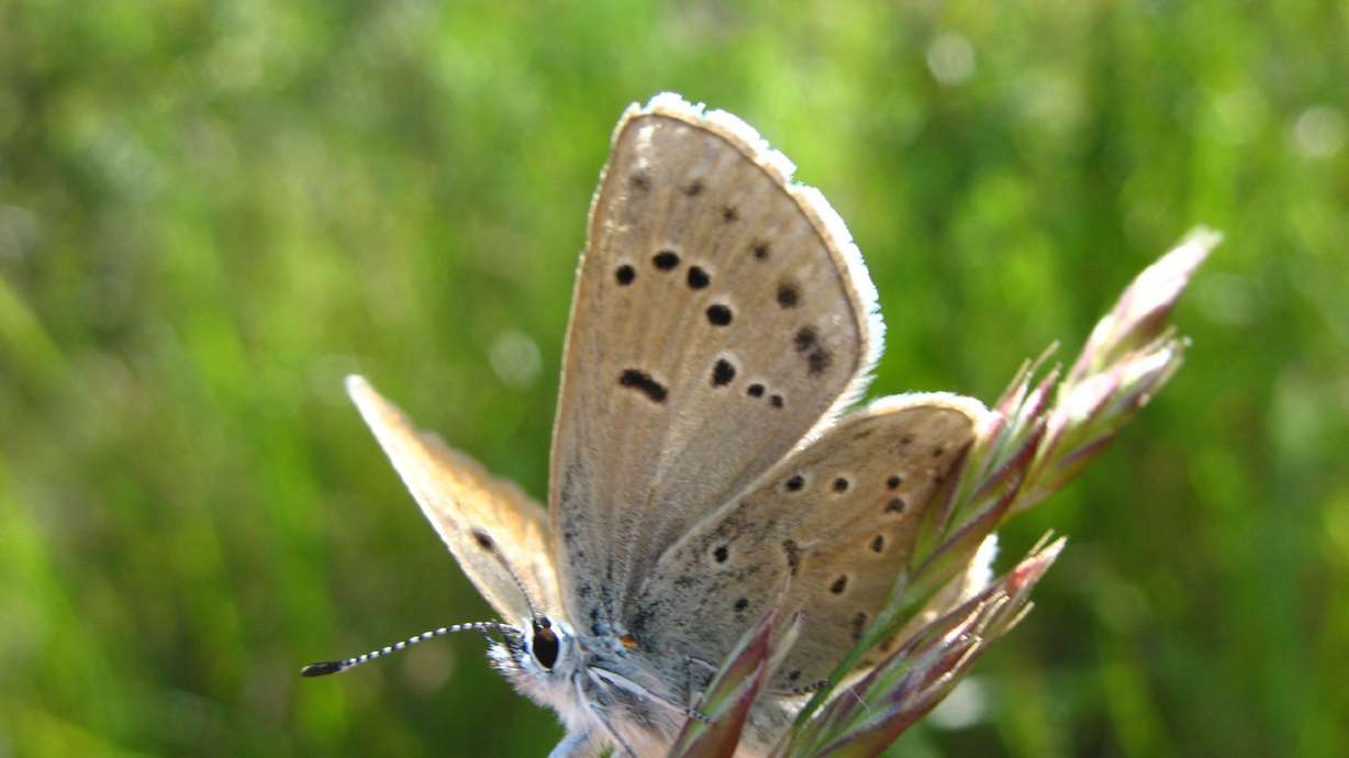 The Fender's blue butterfly is no longer considered endangered — a "tremendous success story," according to the U.S. Fish and Wildlife Service.