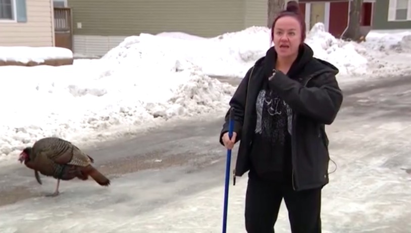 Rachael Gross says she lives in fear of going outside, thanks to her neighbor, a wild turkey, who seems to have taken a liking to her property.