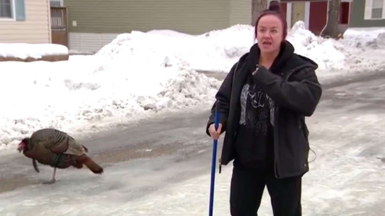 Rachael Gross says she lives in fear of going outside, thanks to her neighbor, a wild turkey, who seems to have taken a liking to her property.
