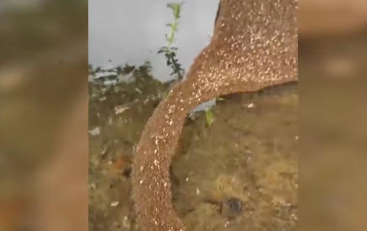 Ants build an ant-bridge over the water in this video shared to YouTube on Jan. 7.