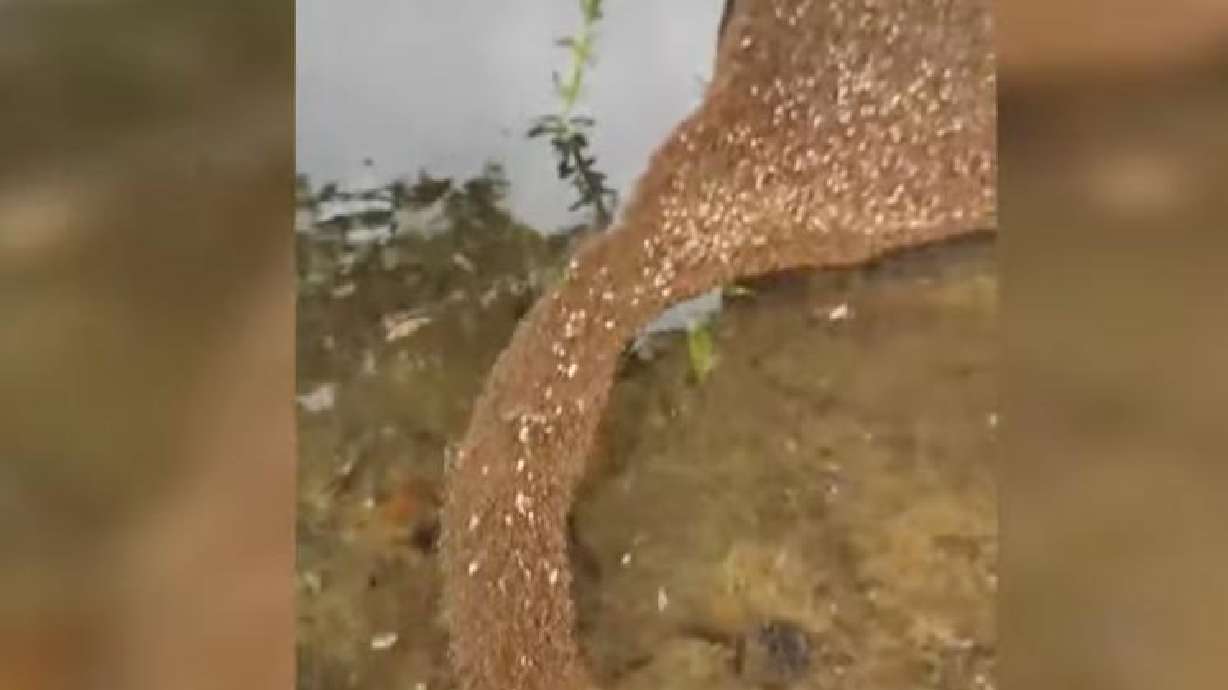 Ants build an ant-bridge over the water in this video shared to YouTube on Jan. 7.
