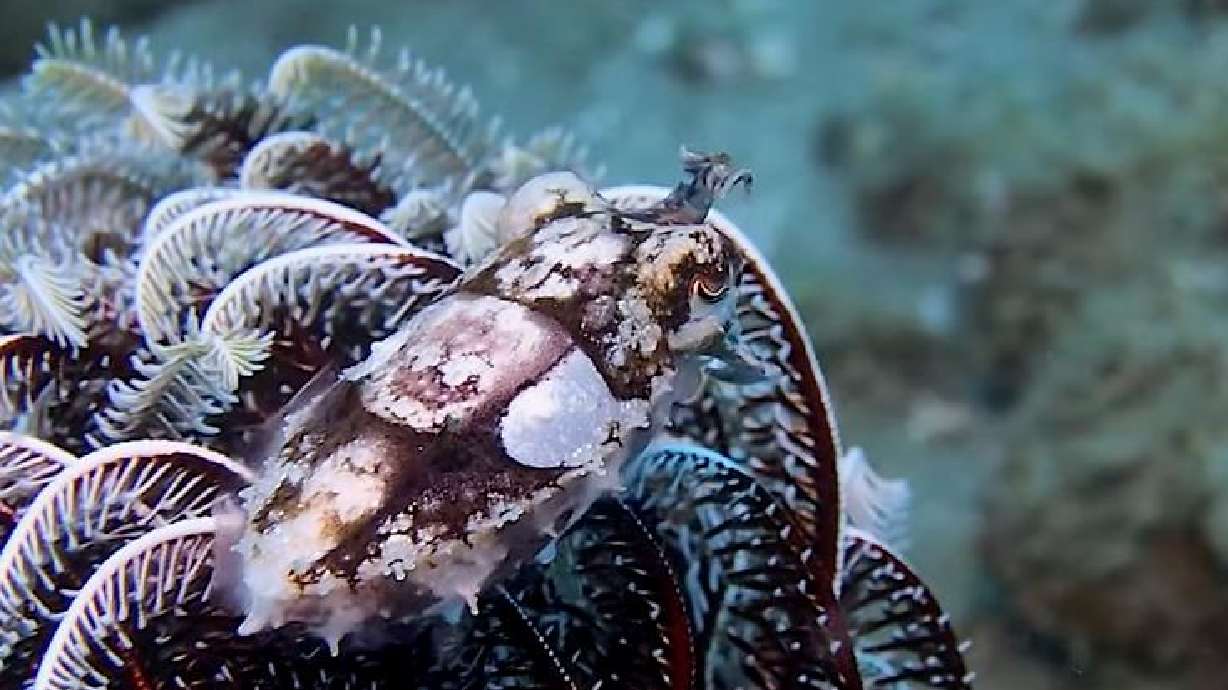 Have You Seen This? Cuttlefish is fascinating master of disguise | KSL.com