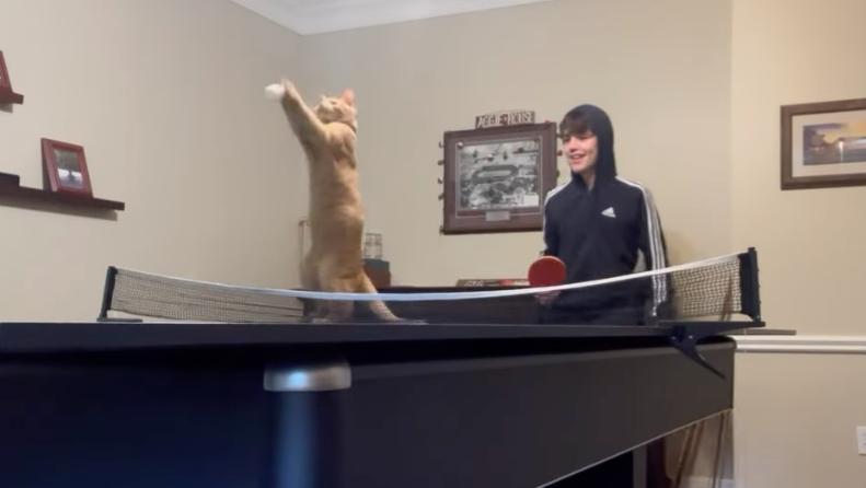 House cat plays pingpong in this video posted from Woodlands, Texas, on Jan. 1.
