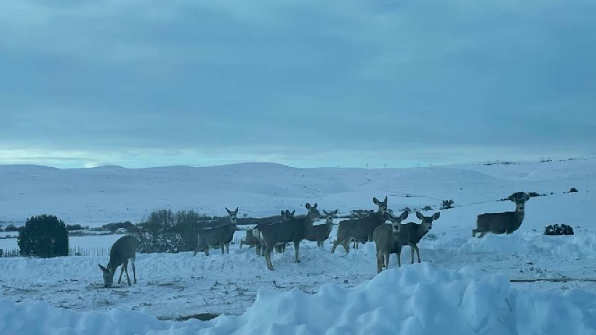 Mule deer eat "specially formulated" pellets laid out by biologists and volunteers in parts of Rich and Summit counties on Friday.