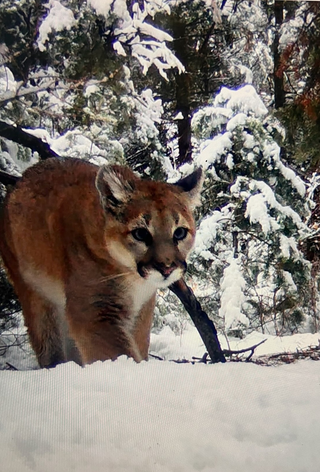 A mountain lion captured by a Utah Mountain Lion Conservation trail camera.