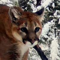 Mountain lions are a vital part of Utah's ecosystem; their conservation is a collaborative effort