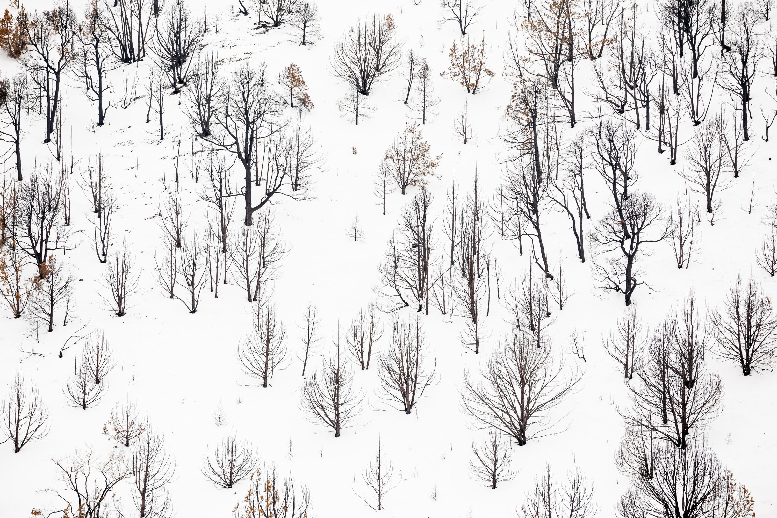 Trees burned by the August 2022 Jacob City Fire are pictured on hills near the water treatment plant in Stockton, in Tooele County, on Thursday.