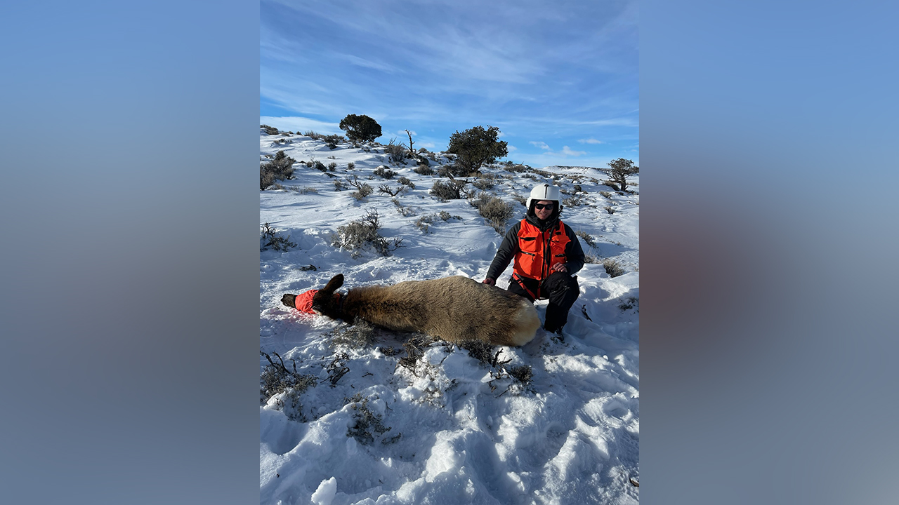 Utah Division of Wildlife Resources biologists tranquilize, capture and GPS collar elk in Utah using helicopters.