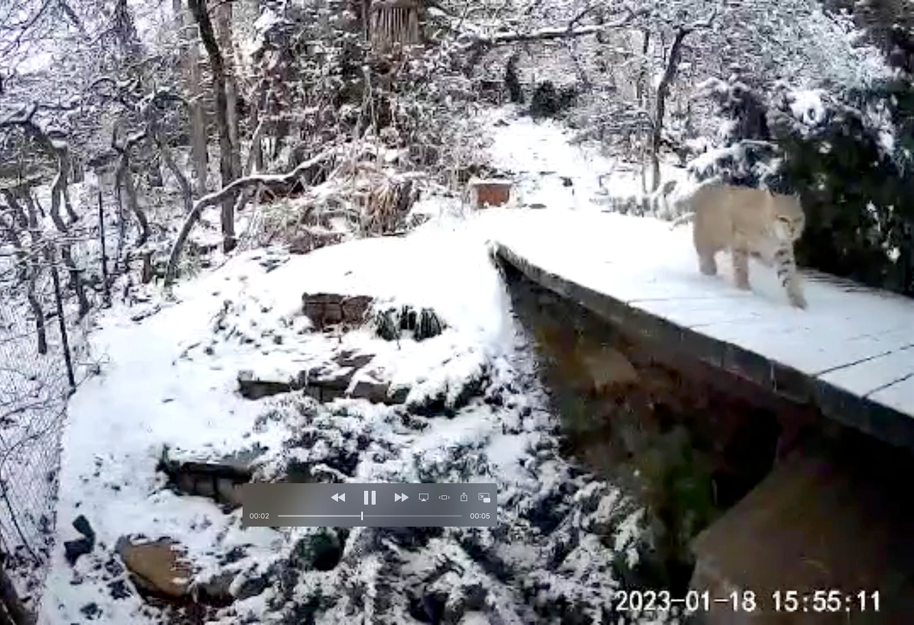A bobcat is caught on camera in the Salt Lake City foothills, seen in this video screenshot on Jan. 18, 2023. The Utah DWR has seen a number of stray animals wander into Wasatch Front neighborhoods in recent weeks.