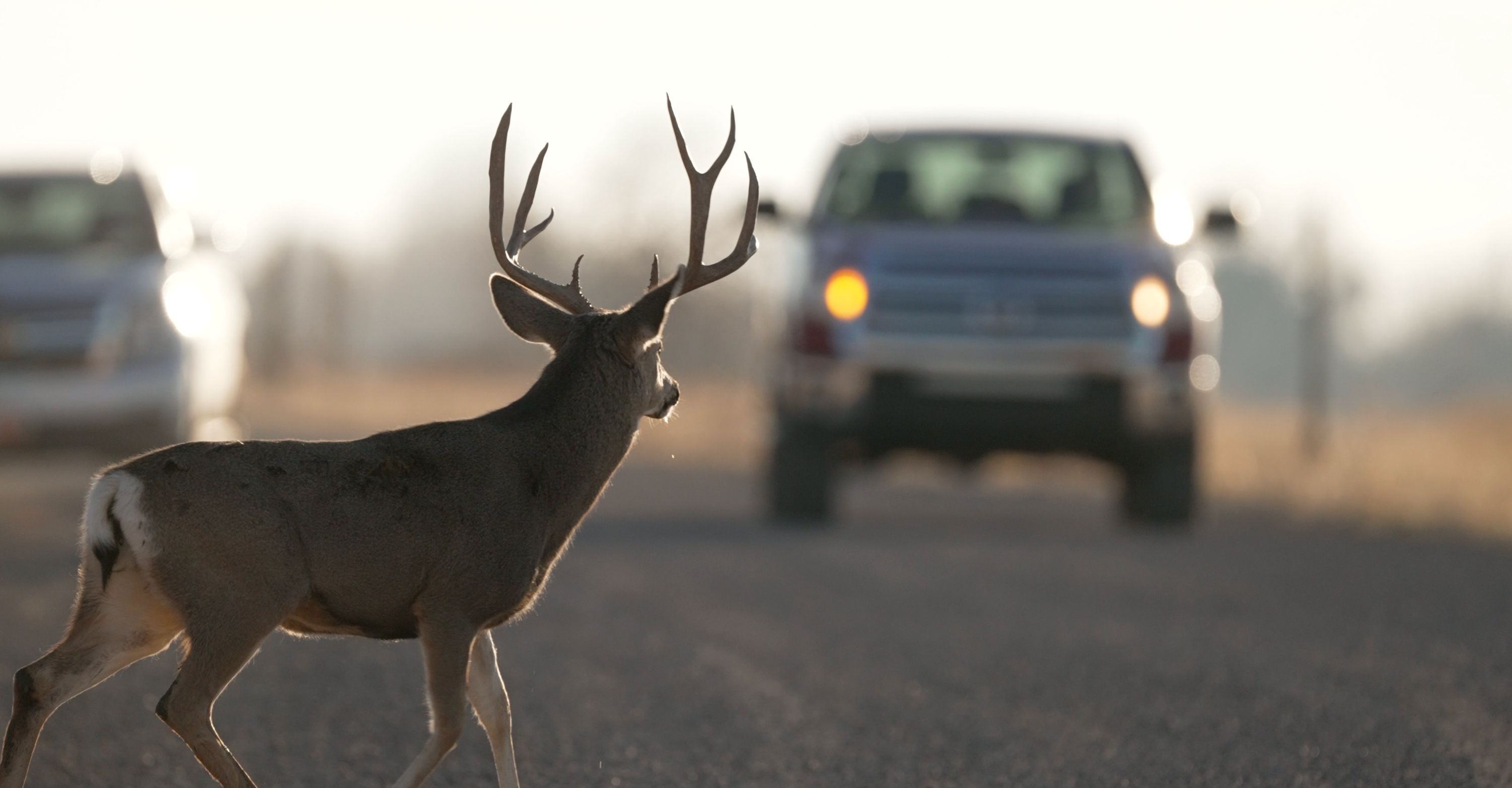 A buck deer crosses in front of a truck in Oak City in November 2022.