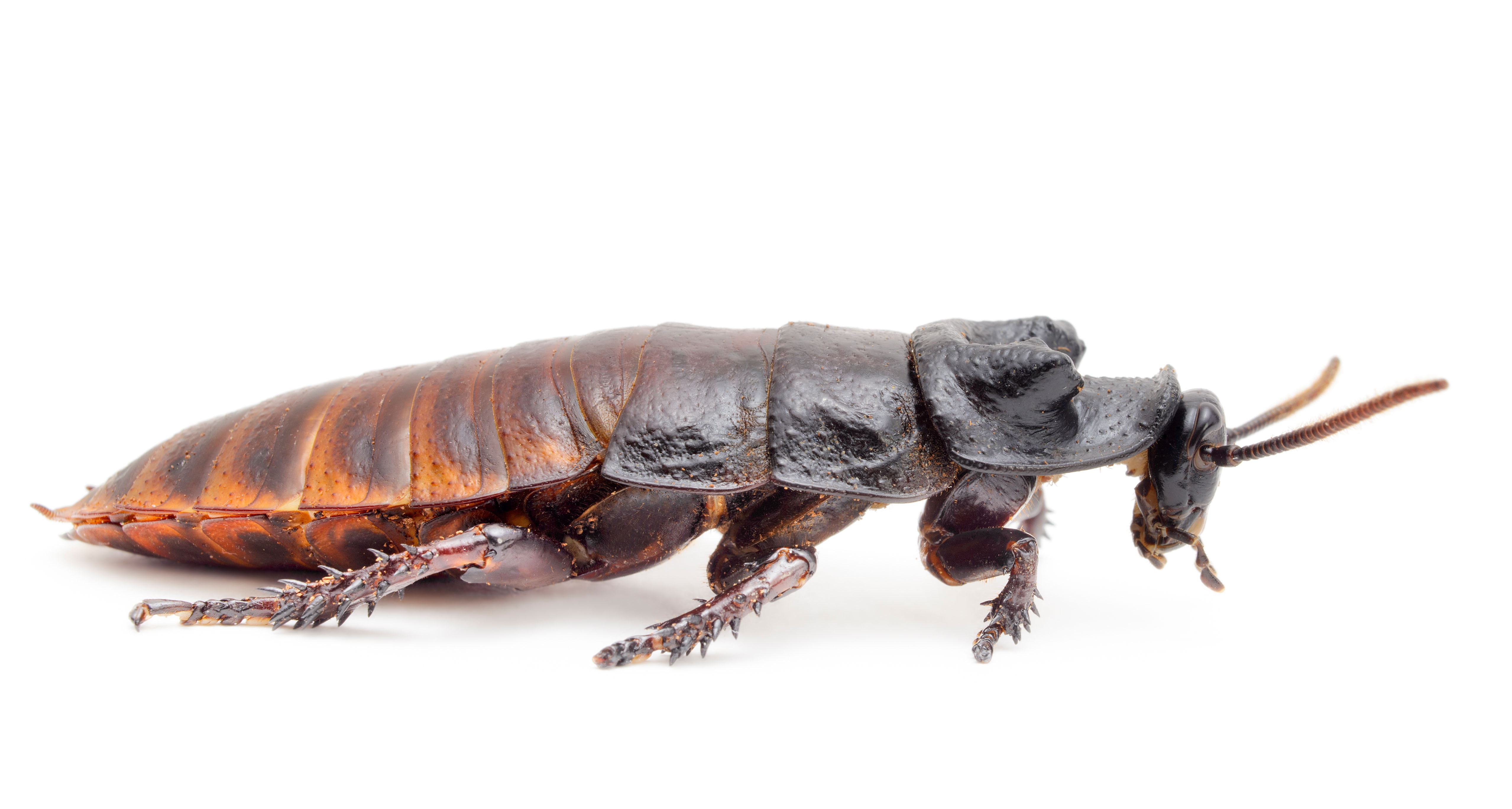Zoo will name a cockroach after your ex and feed it to something