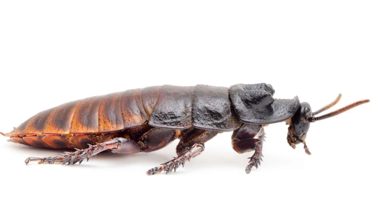 For a fee, the San Antonio zoo reportedly will symbolically name a cockroach, rodent or vegetable after your “not-so-special someone.”