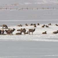 Plant is likely to blame for 19 elk deaths in Mapleton, DWR says