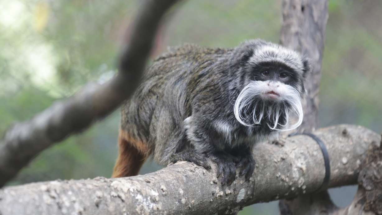 An emperor tamarins that lives at the Dallas Zoo. Two monkeys were taken from the Dallas Zoo on Monday, police said, the latest in a string of odd incidents at the attraction being investigated.