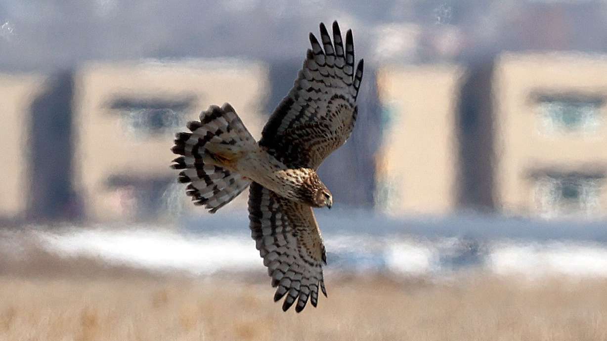 A northern harrier flies over the Great Salt Lake Shorelands Preserve next to a school in western Davis County on Tuesday. Development in Davis County has tripled between 1997 and 2022.