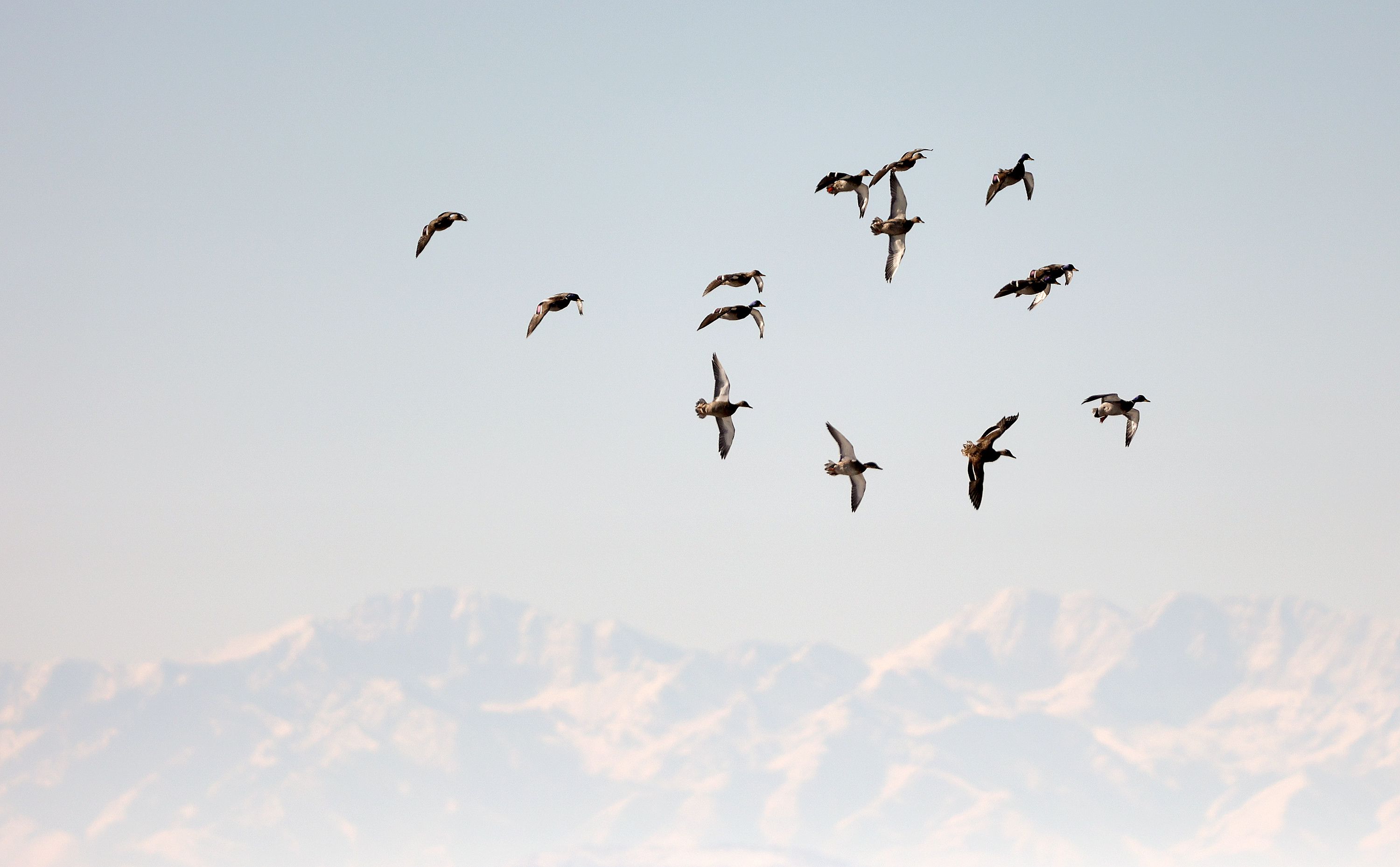 Ducks fly over the Great Salt Lake Shorelands Preserve as they approach a pond made from storm water in western Davis County on Tuesday.