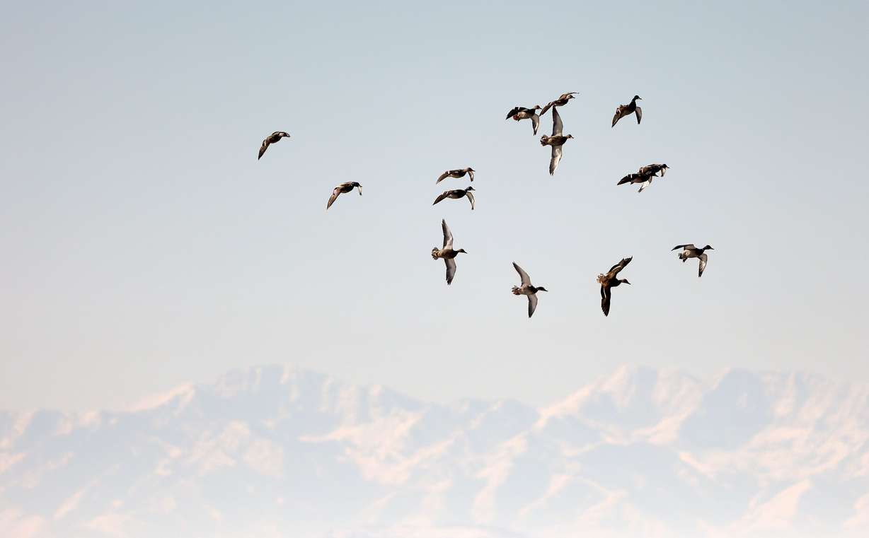 Ducks fly over the Great Salt Lake Shorelands Preserve as they approach a pond made from storm water in western Davis County on Tuesday.