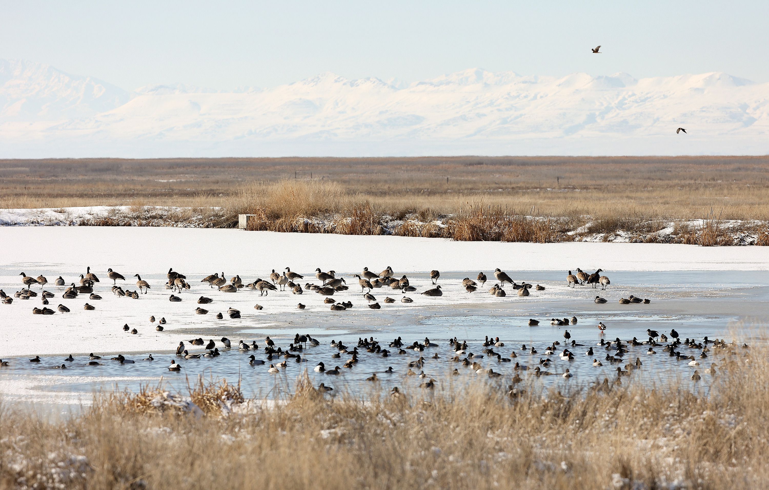 Canada geese, canvasback ducks, scaup ducks, redhead ducks, ring-necked ducks and mallard ducks gather in a pond made from storm water as northern harriers fly above them in the Great Salt Lake Shorelands Preserve in western Davis County on Tuesday.