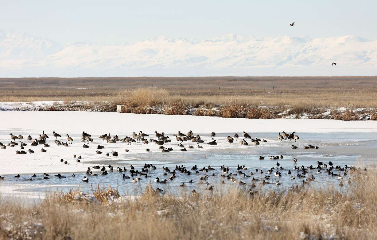 Canada geese, canvasback ducks, scaup ducks, redhead ducks, ring-necked ducks and mallard ducks gather in a pond made from storm water as northern harriers fly above them in the Great Salt Lake Shorelands Preserve in western Davis County on Tuesday.