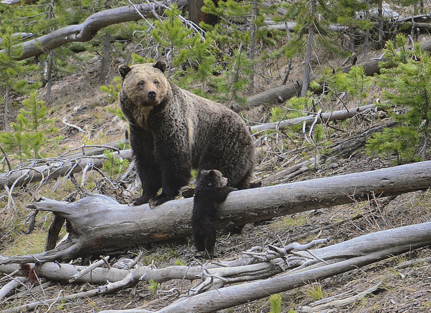 This April 29, 2019 photo provided by the United States Geological Survey shows a grizzly bear and a cub along the Gibbon River in Yellowstone National Park, Wyo. U.S. wildlife officials on Friday took the first step to lift federal protections for grizzly bears in the northern Rocky Mountains.