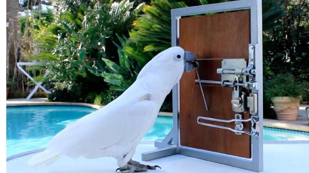 Birds will do anything for a reward.