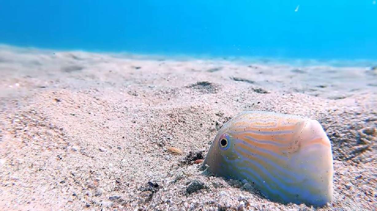 Fish takes its game of hide-and-seek very seriously.