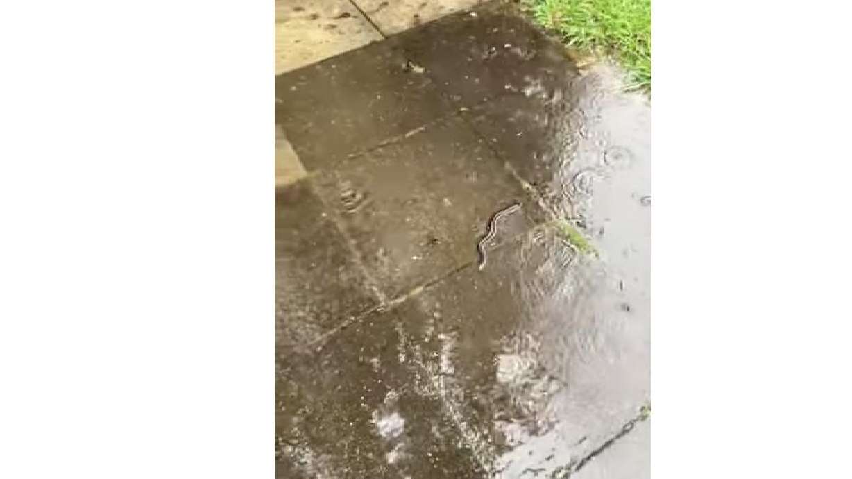 A woman in New Zealand, where there are no snakes, spots an eel escaped from a nearby stream.