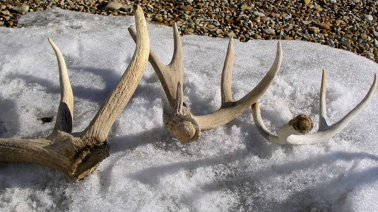 An undated photo of shed mule deer antlers found in Utah. State wildlife officials on Tuesday announced a "statewide emergency closure" of "shed hunting" on all private and public lands in the state through the end of April.