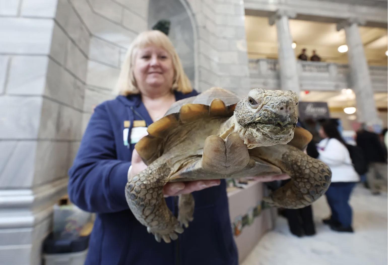 Hogle Zoo’s Chris Schmitz holds a desert tortoise during a Utah Cultural Alliance event at the Capitol in Salt Lake City on Tuesday regarding SB138, which addresses ticket sale issues and ticket fraud. Salt Lake County Arts & Culture, Broadway at the Eccles, Live at the Eccles and the Utah Cultural Alliance are working together to promote safe ticket purchasing guidance for ticket buyers for events in Utah.