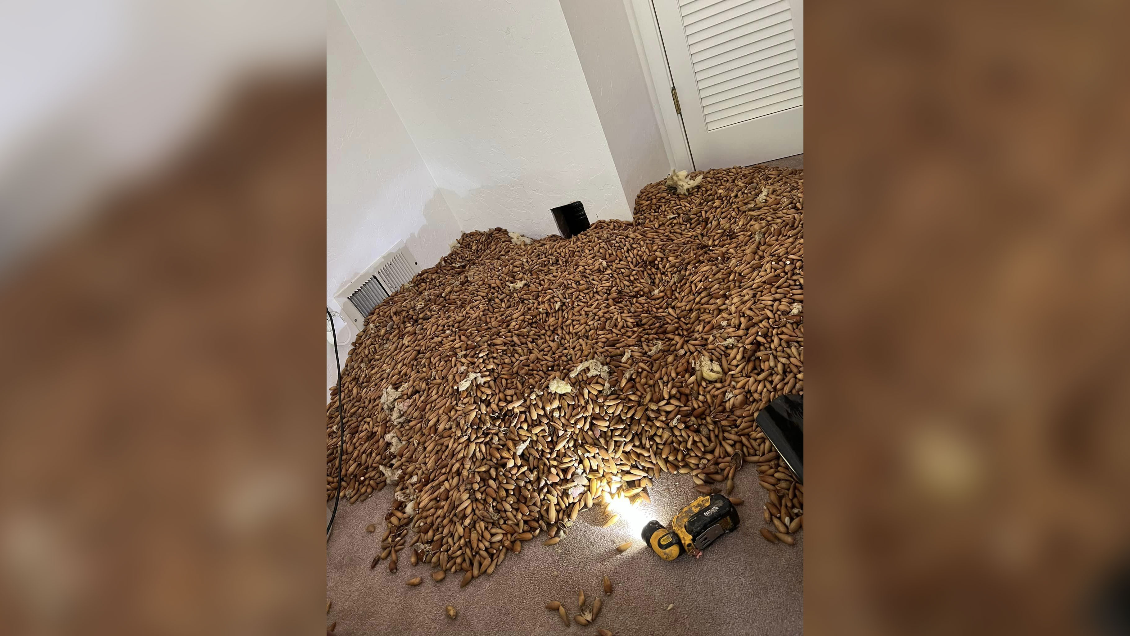 Pest control company owner Nick Castro estimates there were at least 700 pounds of acorns in the home's walls, likely collected over the past two to five years.