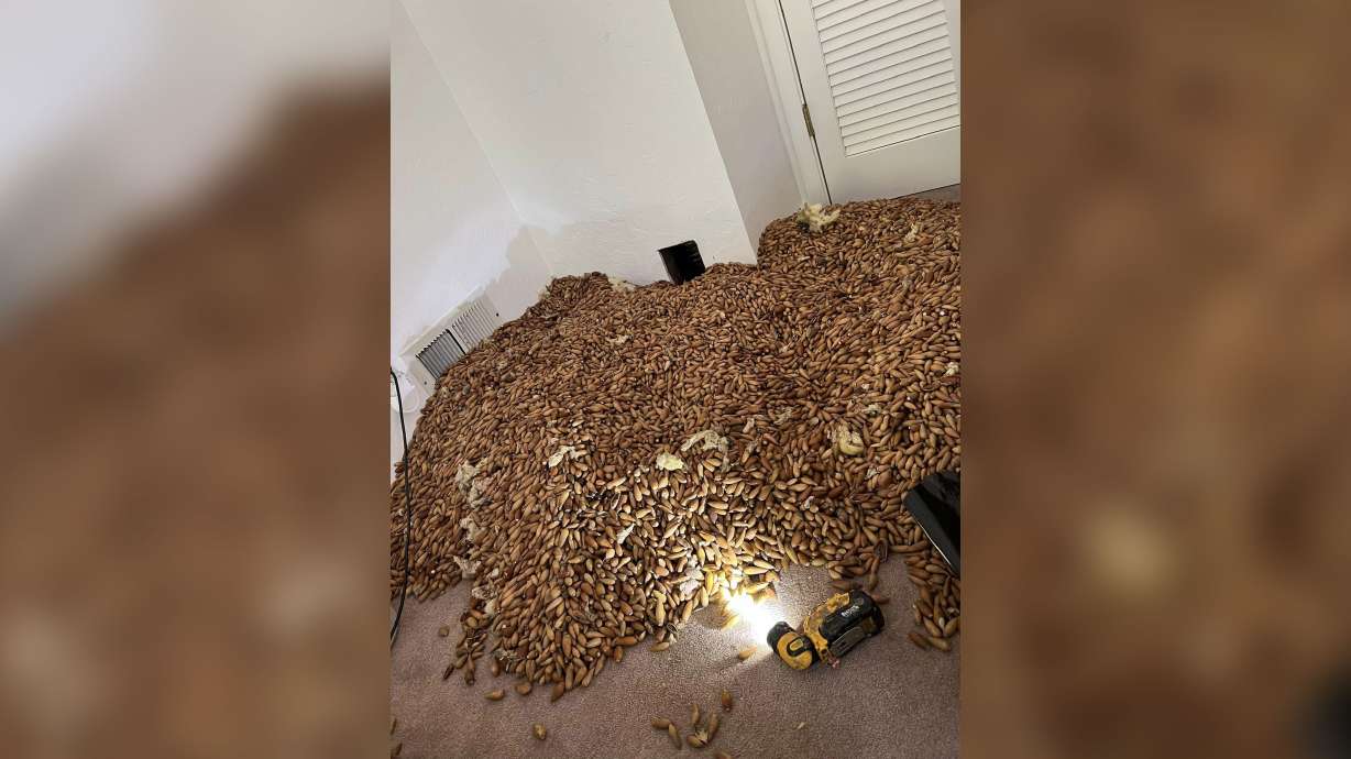 Pest control company owner Nick Castro estimates there were at least 700 pounds of acorns in the home's walls, likely collected over the past two to five years.