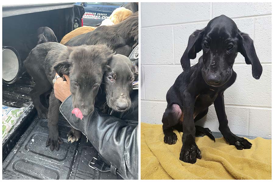 Multiple dogs found severely neglected, given to Idaho animal shelter