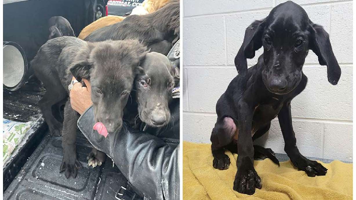 Some dogs that were severely neglected near Blackfoot, Idaho. A shelter is asking the public for help to help pay for their vet care.