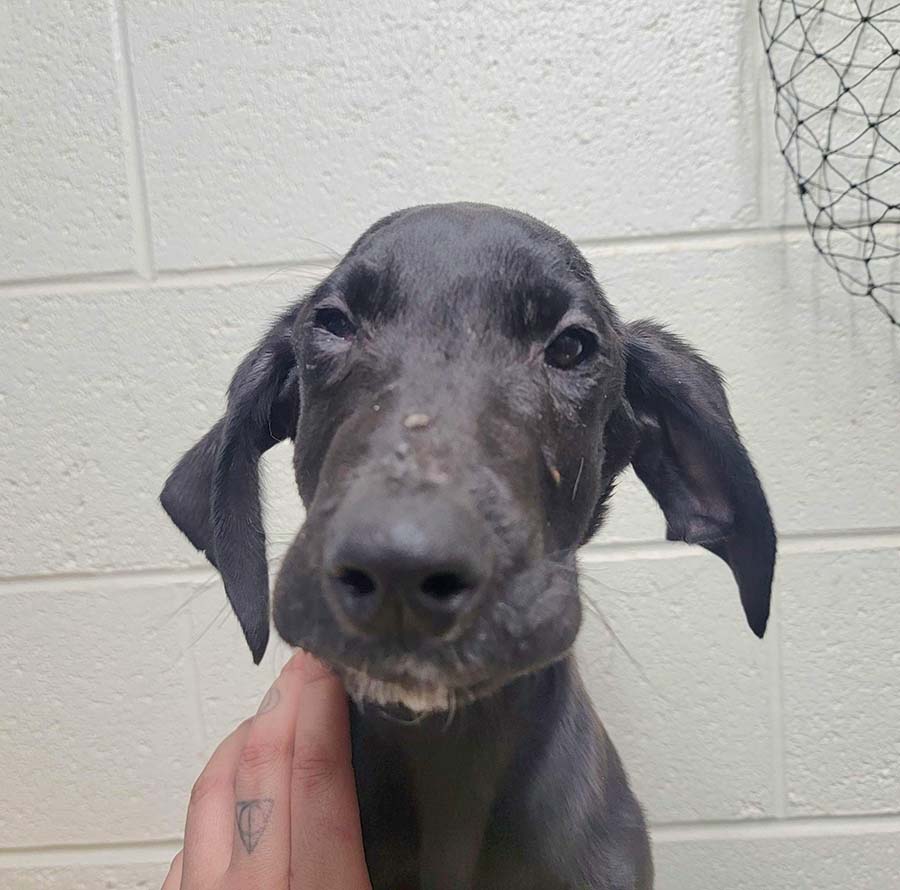 A neglected dog that was taken to the Blackfoot Animal Shelter & Rescue.