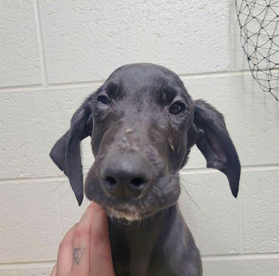 A neglected dog that was taken to the Blackfoot Animal Shelter & Rescue.