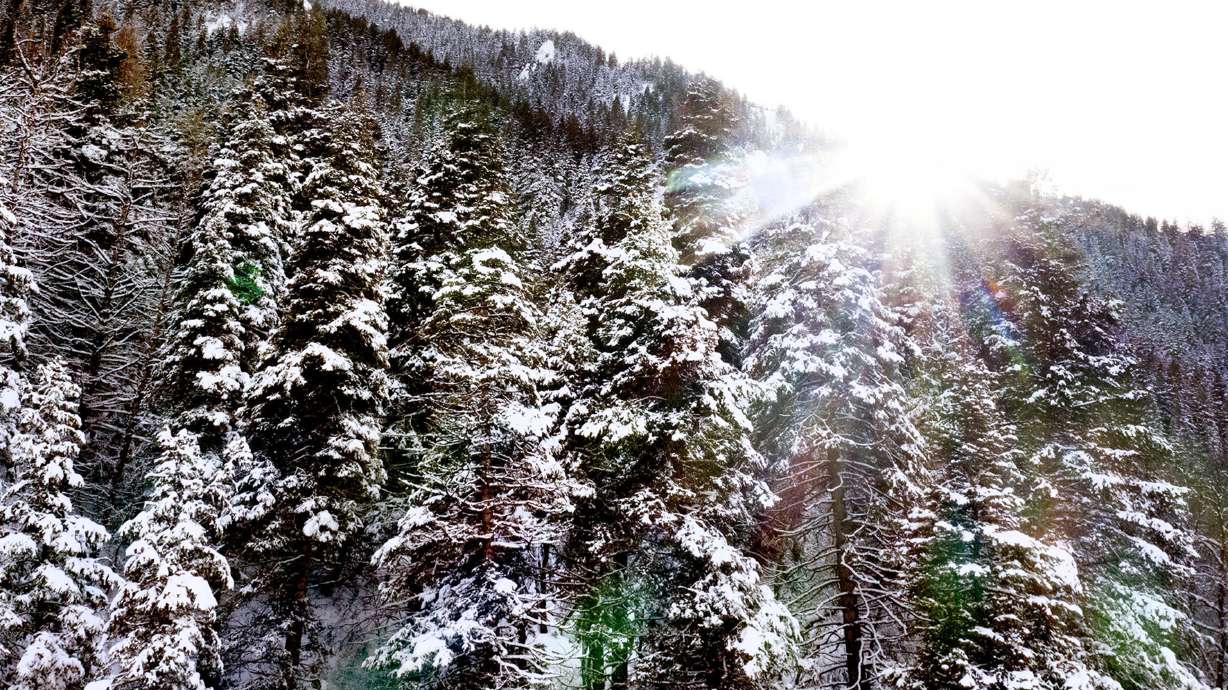 The Wasatch-Cache National Forest in Millcreek on Jan. 12, 2023. The Forest Service will move its headquarters to Salt Lake City, the U.S. Department of Agriculture announced on Tuesday.