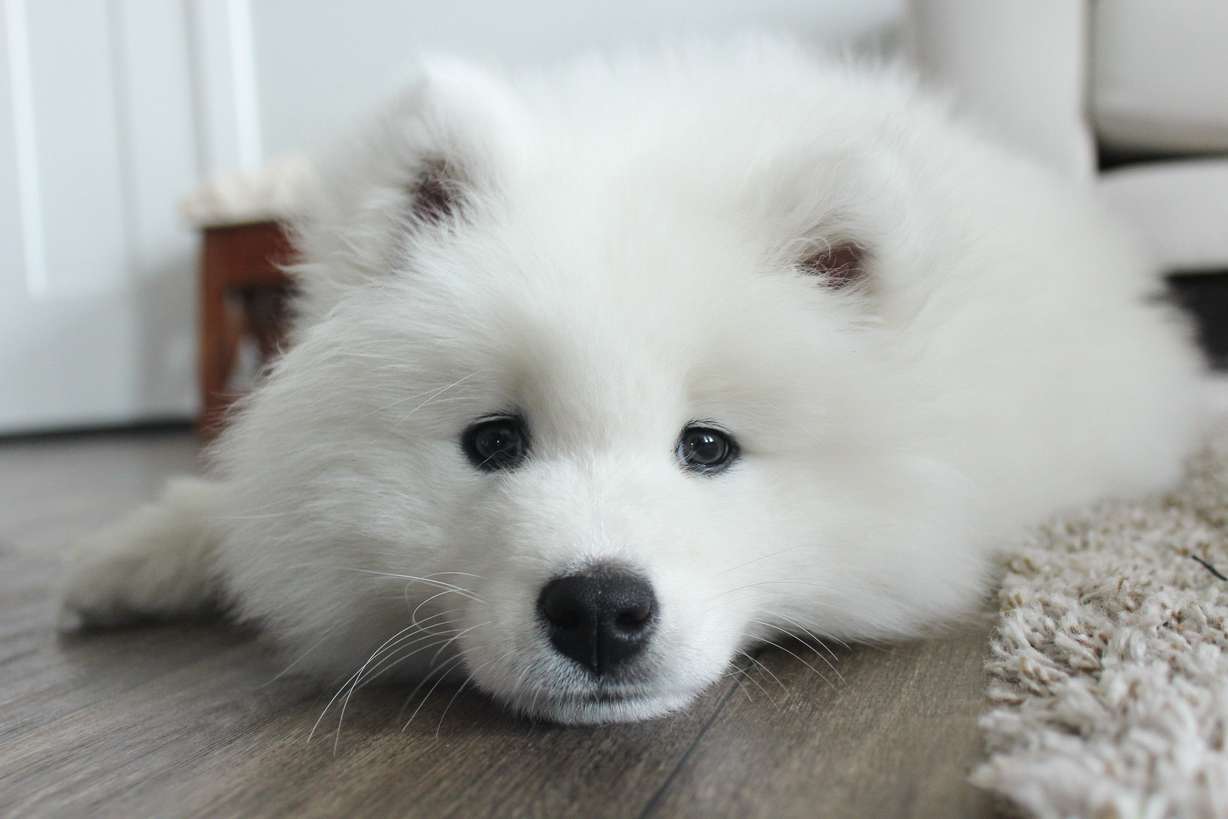 How I found the perfect pup on KSL Classifieds