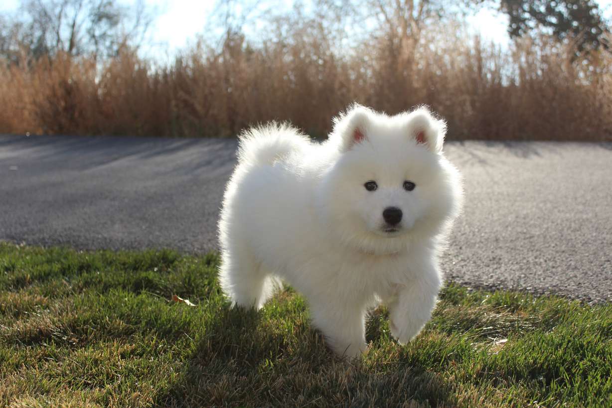 How I found the perfect pup on KSL Classifieds