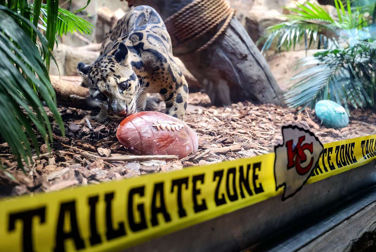 Koshi, an 8-year-old clouded leopard, chooses a red football, made of frozen goat milk and hard-boiled eggs, to predict the Kansas City Chiefs will win Sunday's Super Bowl against the Philadelphia Eagles at the Loveland Living Planet Aquarium in Draper on Friday.