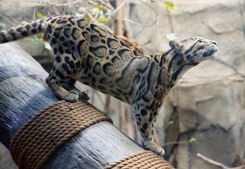 Koshi, an 8-year-old clouded leopard, walks through an enclosure in the Expedition Asia gallery at the Loveland Living Planet Aquarium in Draper, on Feb. 10, 2023. - Kristin Murphy, Deseret News