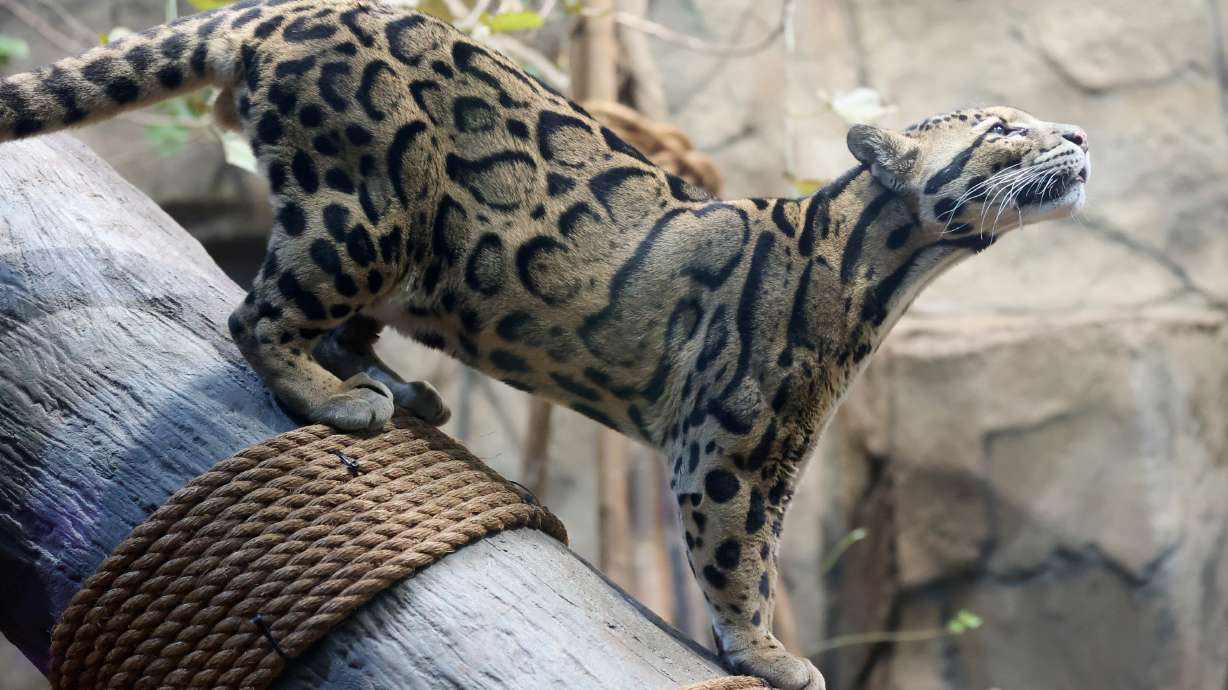 Koshi, an 8-year-old clouded leopard, walks through an enclosure in the Expedition Asia gallery at the Loveland Living Planet Aquarium in Draper, on Friday. Koshi chose a red football, made of frozen goat milk and hard-boiled eggs, over a green football to predict the Kansas City Chiefs will win Sunday's Super Bowl against the Philadelphia Eagles.