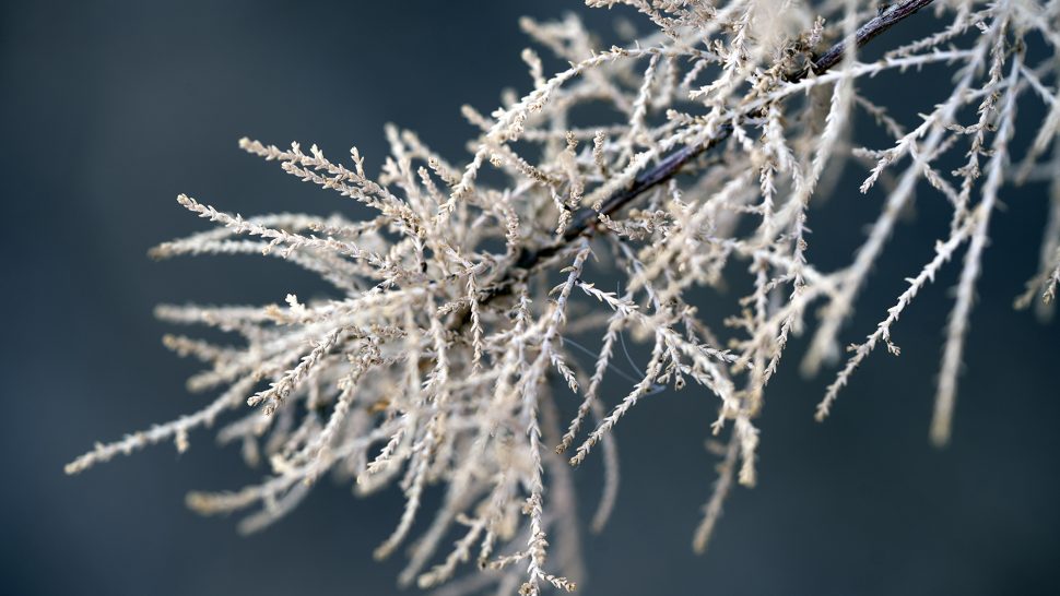 A close-up of tamarisk leaves in St. George, Utah, Feb. 5, which are flammable and can grow in thick groves that pose a significant fire risk. A new nonprofit is working with woodworking artists to remove hazardous and invasive trees from Southern Utah and repurpose them into something beautiful.