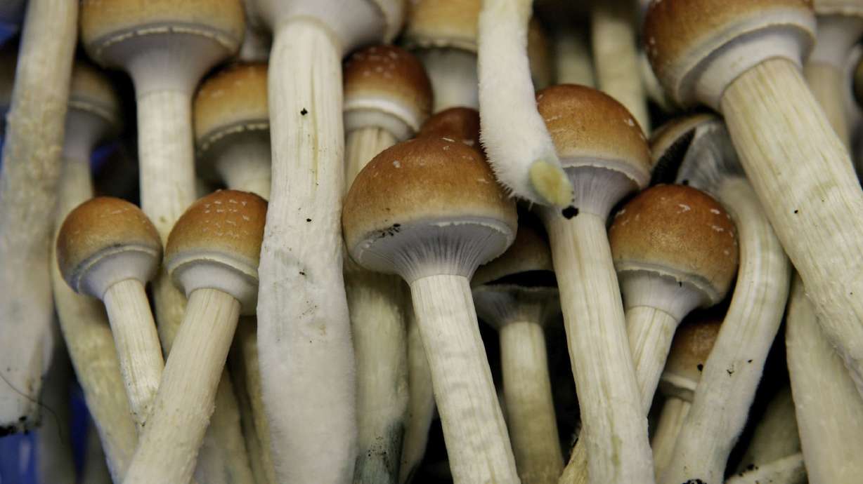 In this Aug. 3, 2007 photo, magic, or psychedelic, mushrooms are seen in a grow room at the Procare farm in Hazerswoude, central Netherlands.
