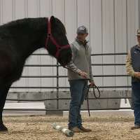 USU instructors use horses to help veterans suffering with PTSD