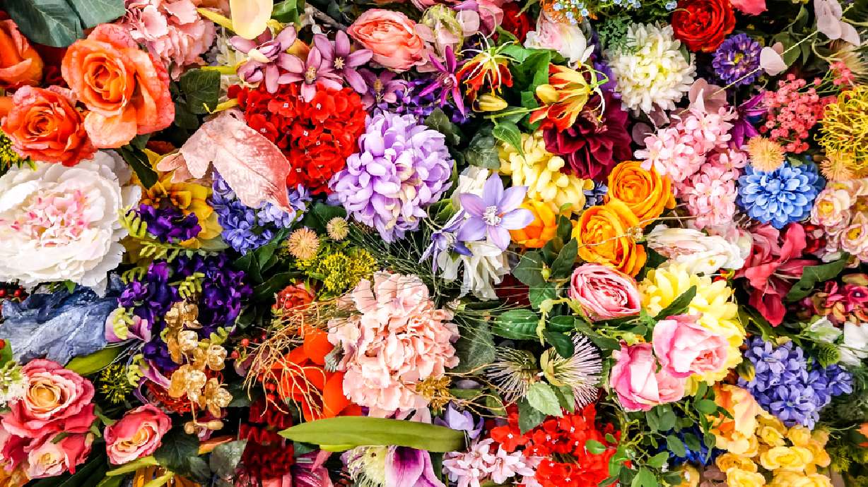 QUIZ: Do you know what these flowers symbolize?