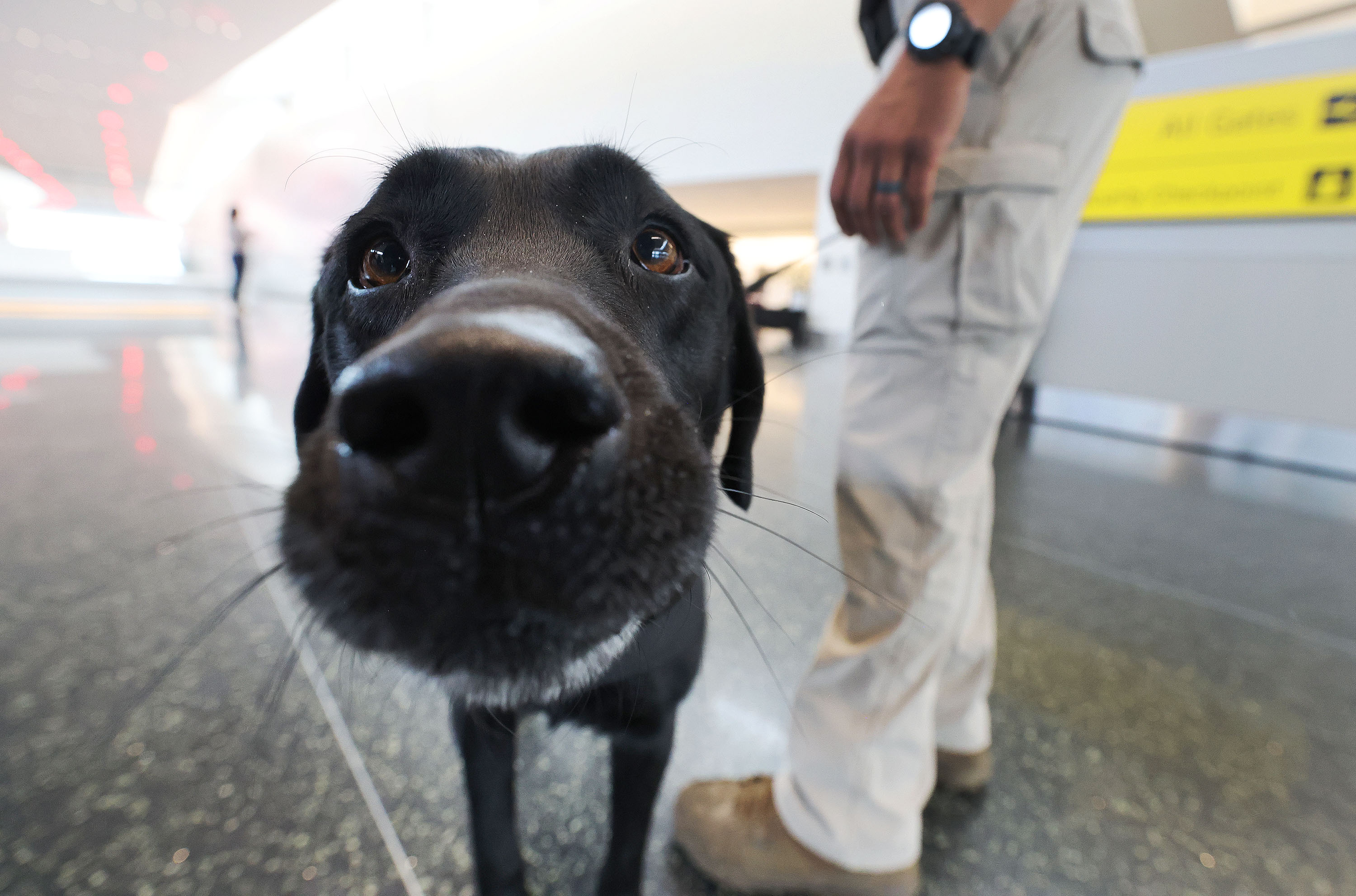 An explosives detecting dog named Mango attends a press conference where officials from the Transportation Security Administration and Salt Lake City International Airport discuss high travel volumes in Salt Lake City on Wednesday, regarding the upcoming NBA All-Star Game. Large numbers of travelers are anticipated for the game and Presidents Day weekend.